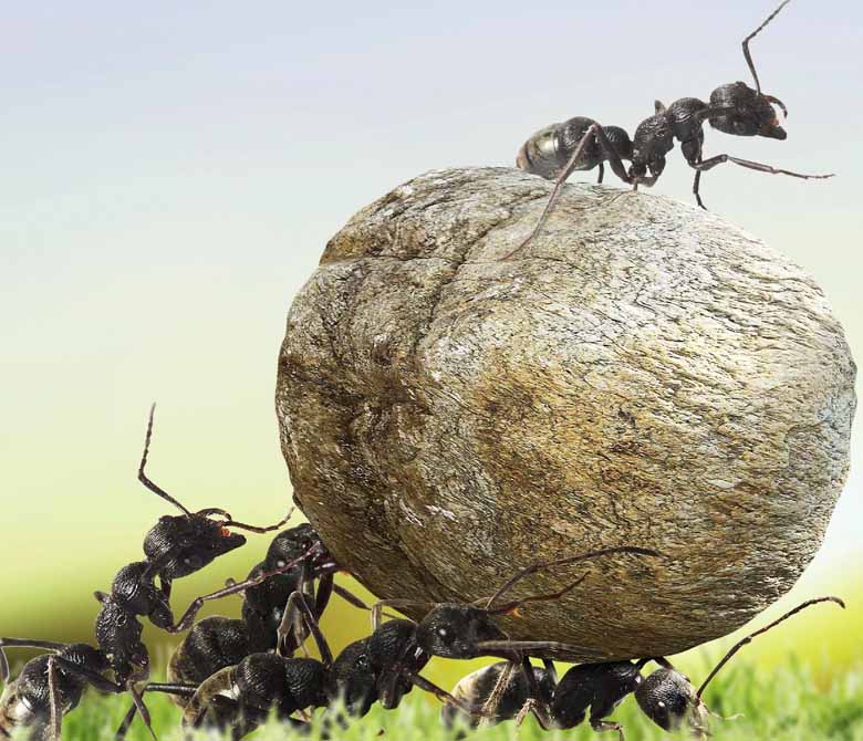 Ants close-up