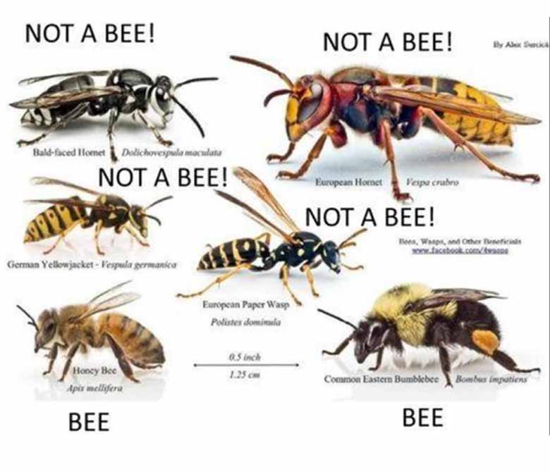 Bee hive