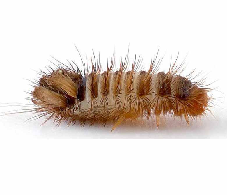 Carpet beetle