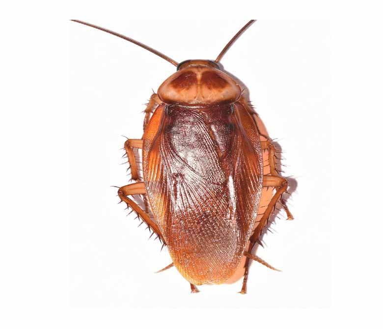 American cockroach