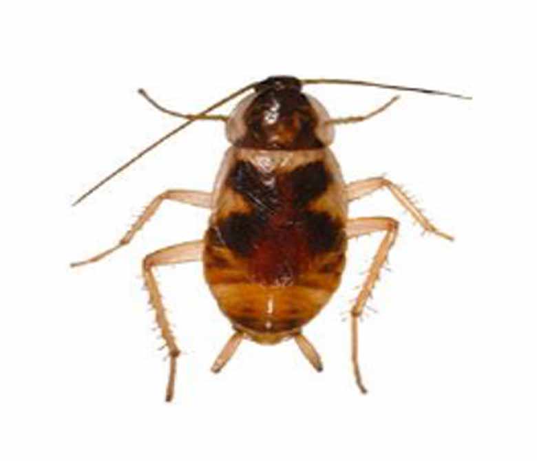 Brown-banded cockroach