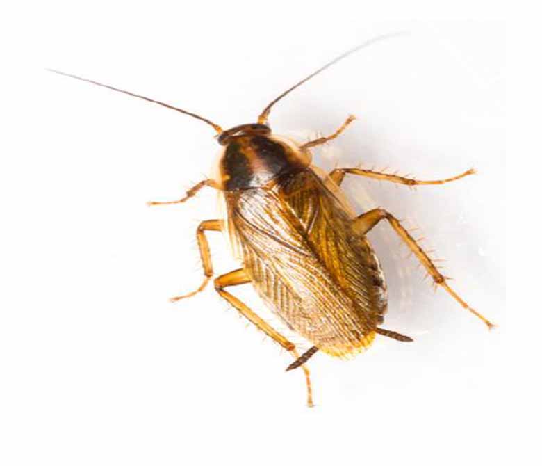 German cockroach