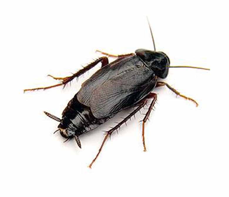 Oriental cockroach