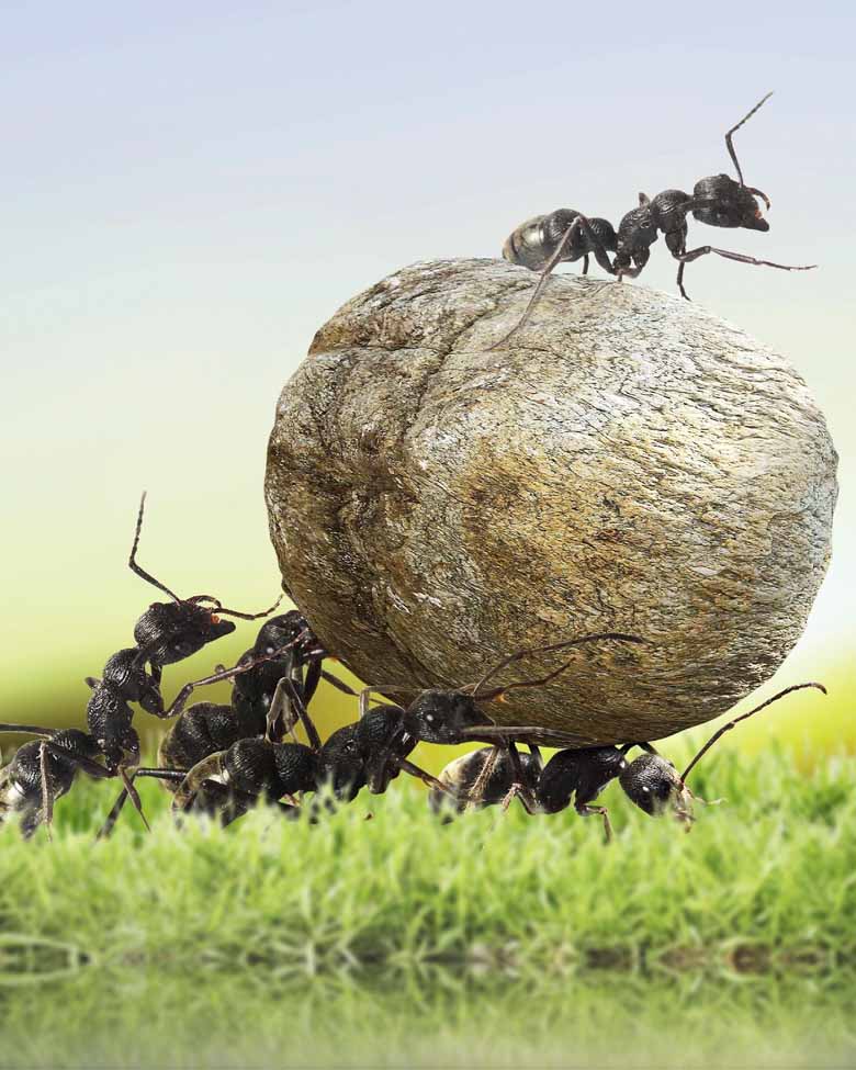 Ants