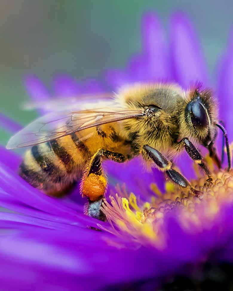Bees