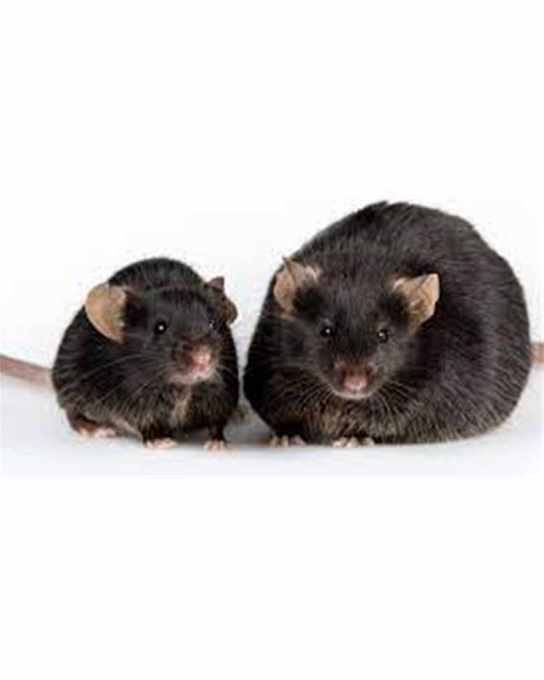 Rodents