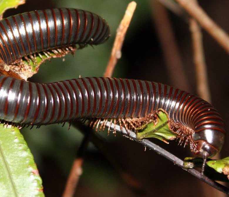 Millipede