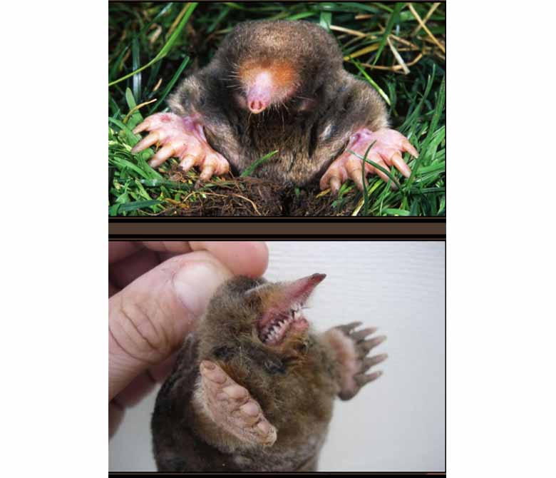 Mole