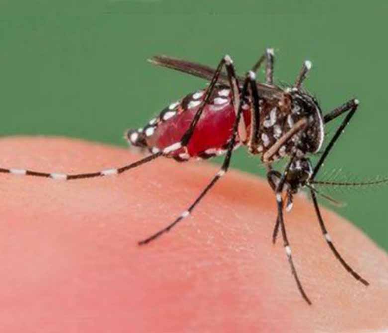 Mosquito