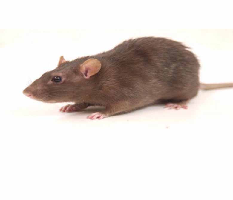 Norway rat