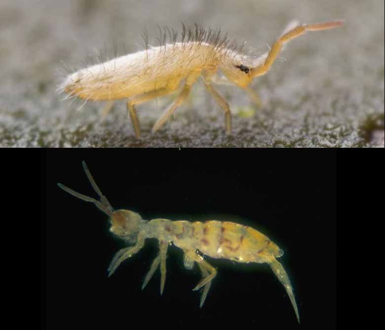 Springtail
