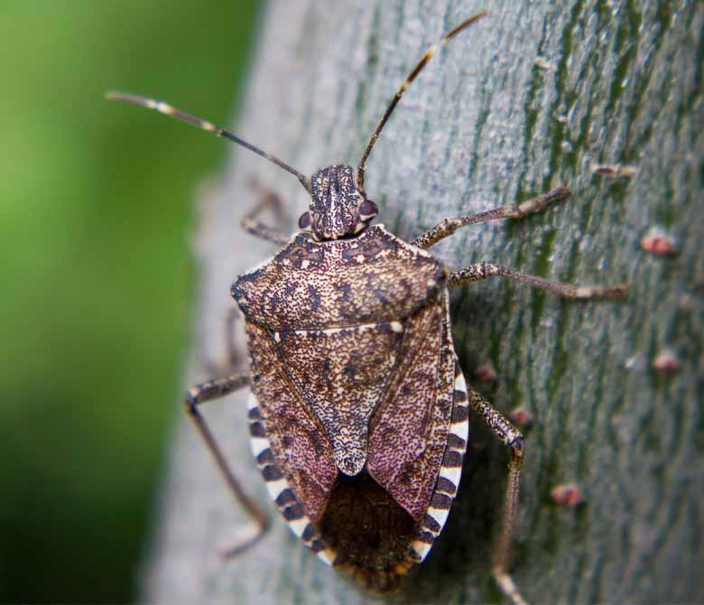 Brown marmorated stink bug
