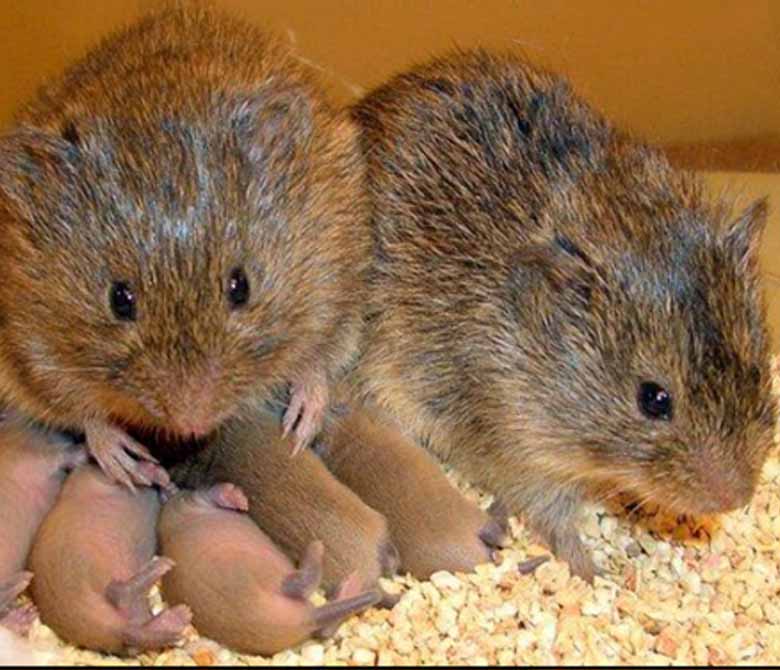 Vole